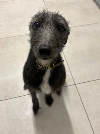 Whippet x bedlington