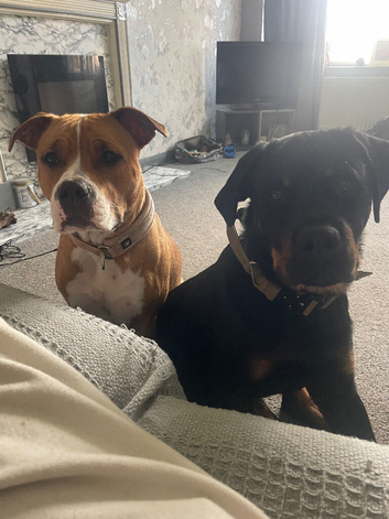 Staff cross Rottweiler