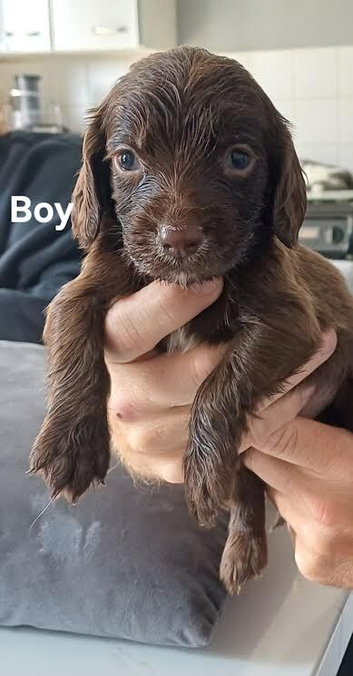 7 sprocker pups