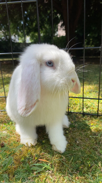 English lop bunnies