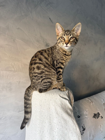 Savannah kittens