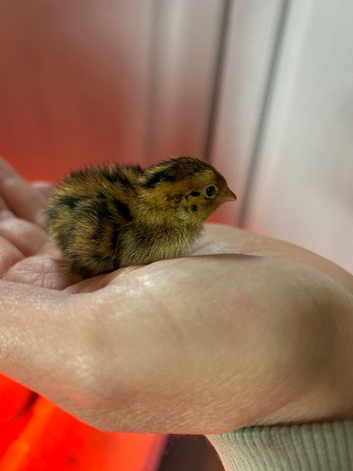 Fully feathered Coturnix quail male and female available