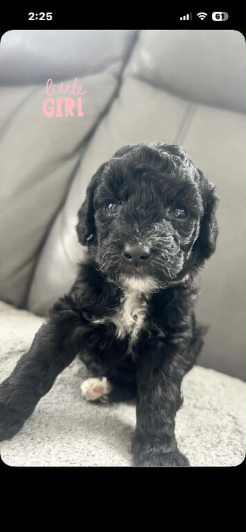 4 beautiful cockapoo puppies 1 girls 2 boys