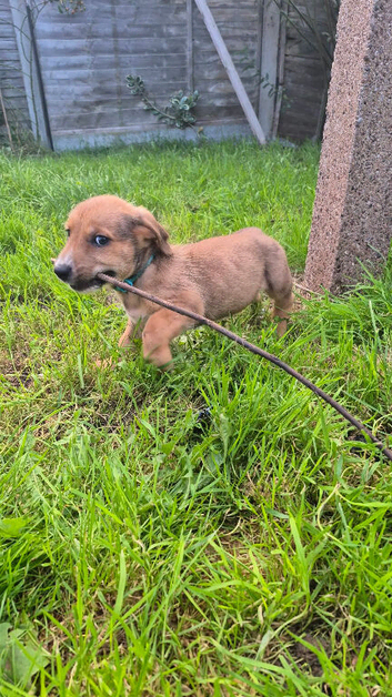 Lovely Mixed Breed puppy Pip