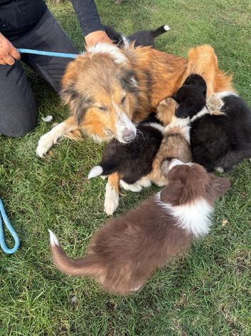 The most adorable puppies the perfect cross