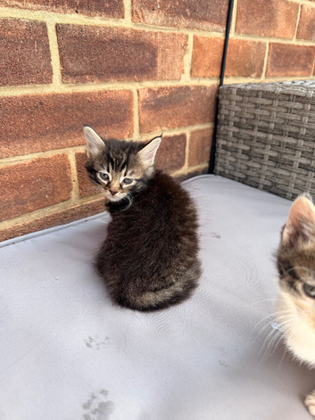Kittens