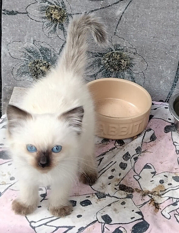 Male ragdoll ready now
