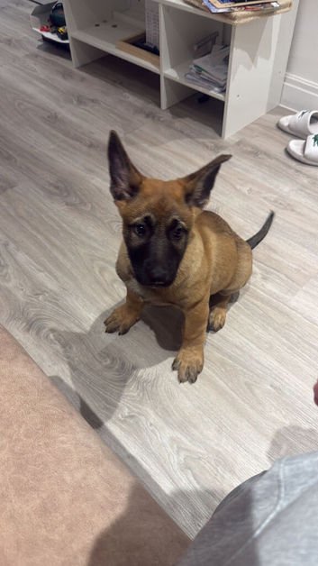 German shepherd mix Mallinois