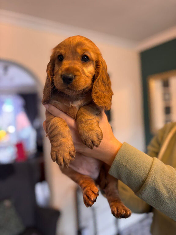 Show/worker cocker spaniel puppies