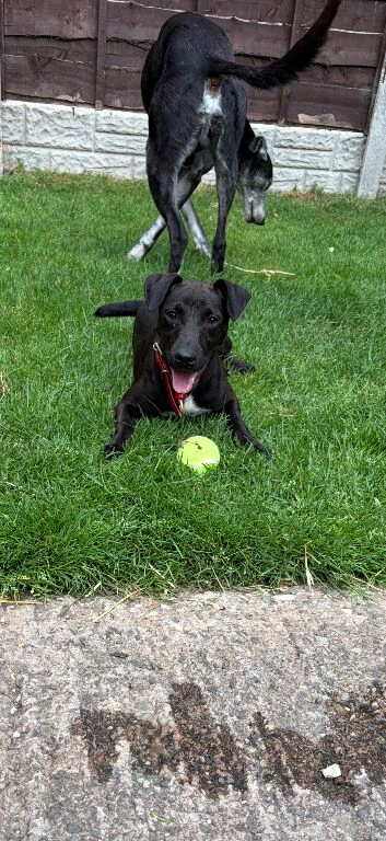Patterdale terrier