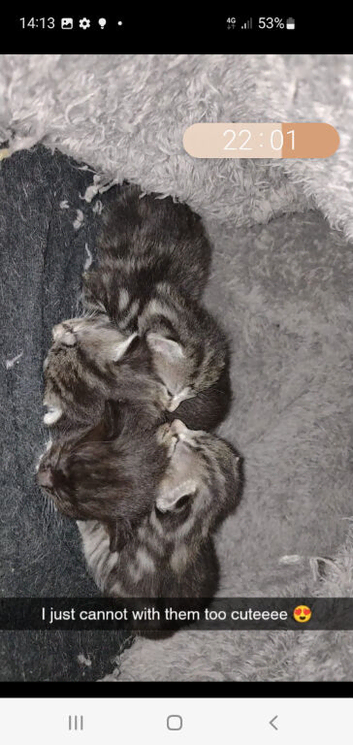 Female kitten