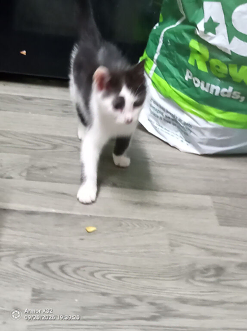 Two 12 week old kittens