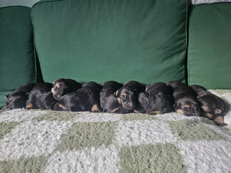 German shepherd puppies