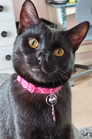 2 year old bombay cat
