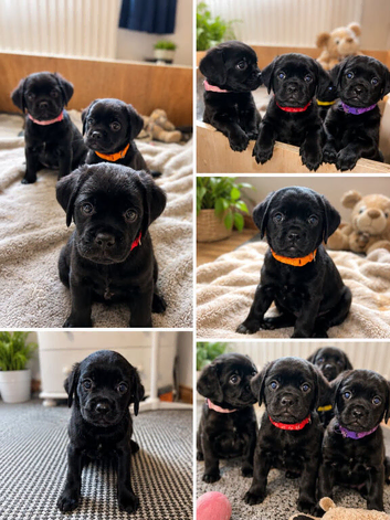 Rare mixed breed kc reg red fox lab and pekingese, puppies have been wormed to date.
