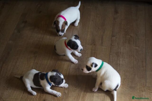 Lovely jack Russel puppies