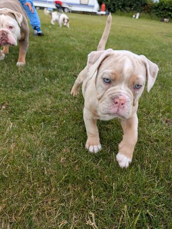 Old English bulldog