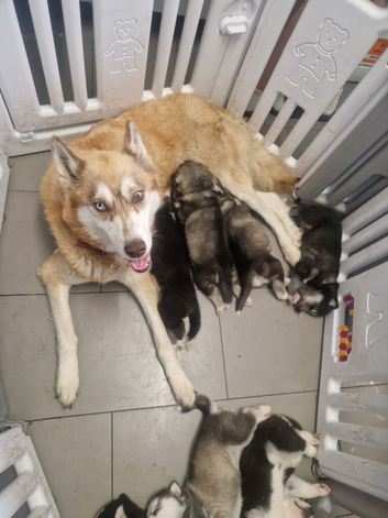 Stunning husky pups