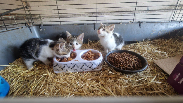 Beautiful little girls