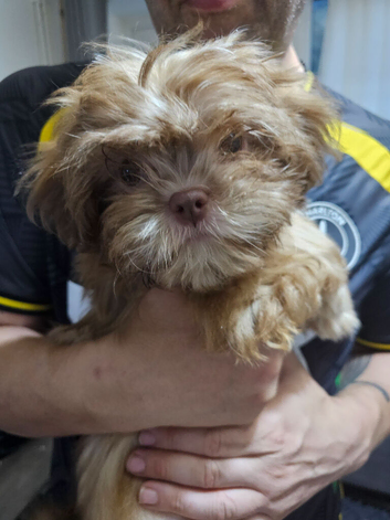 2 x Shih Tzu puppies