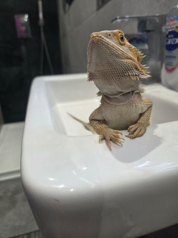 Boy Bearded dragon