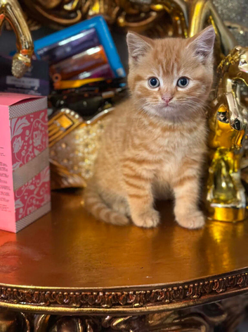 Adorable kittens x with BSH
