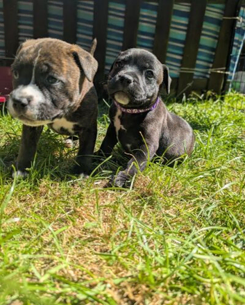 Stunning Brindle & White Staffy Pups