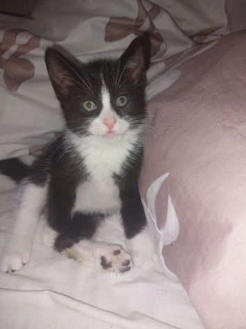 2 kittens for sale