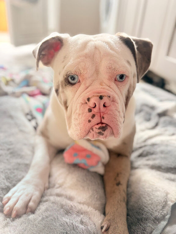 Old Tyme English bulldog