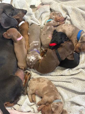 Miniature dachshunds forsale