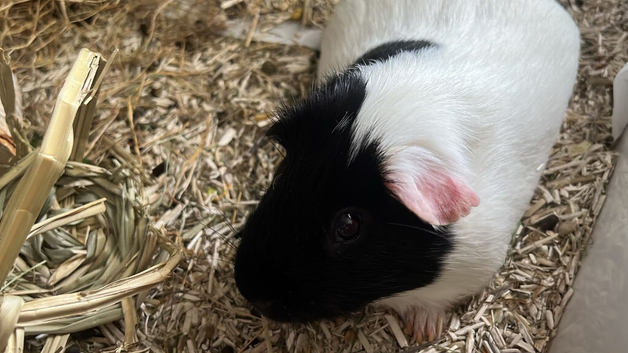 Little boy Guinea pig