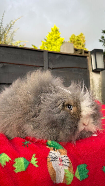 Beautiful teddywidder girl