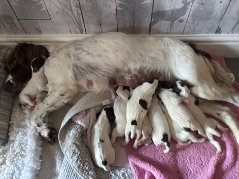 Miggers pups