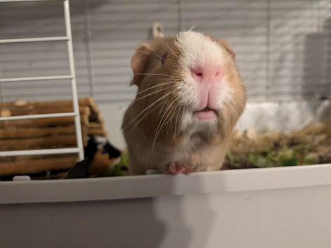 Two lovely male guinea pigs