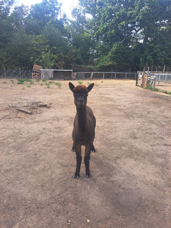 Male lonely alpaca