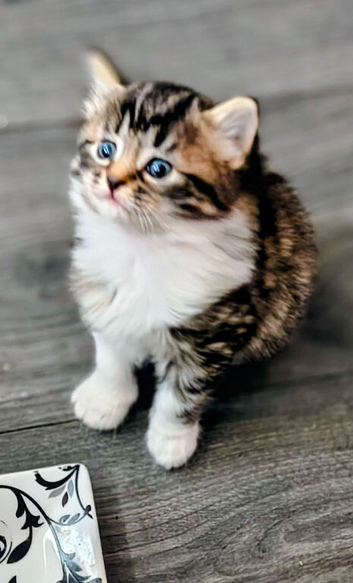 Gorgeous kittens