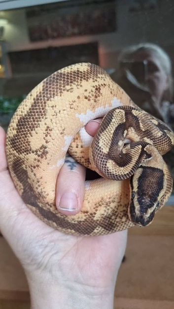 Gorgeous male cb24 python
