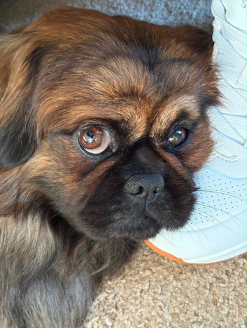 Looking for new home for Tricky