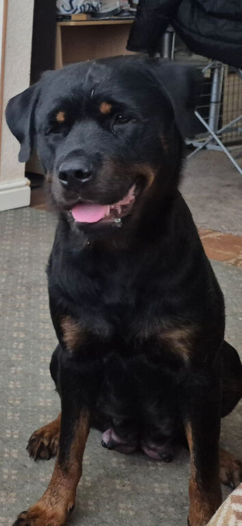 Rottweiler/mastiff pups