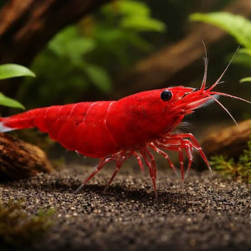 RED SHRIMPS CHERRY SHRIMPS ONLY &pound;1 EACH