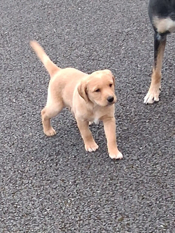 Labrador puppy