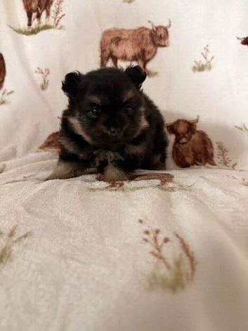 Pomeranian girls