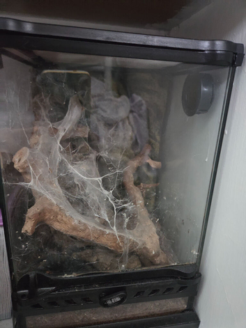 Pink toed tarantula with set up