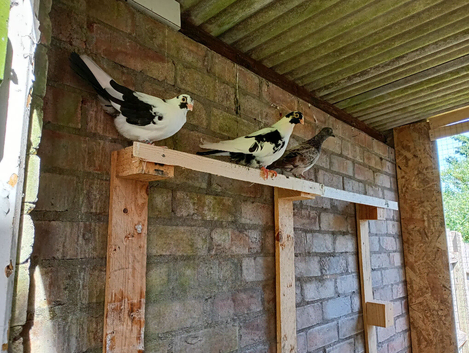 young pigeons. They are Romanian Rollers, healthy and in very good condition. They are around 2 and a half months old If you are interested, please co
