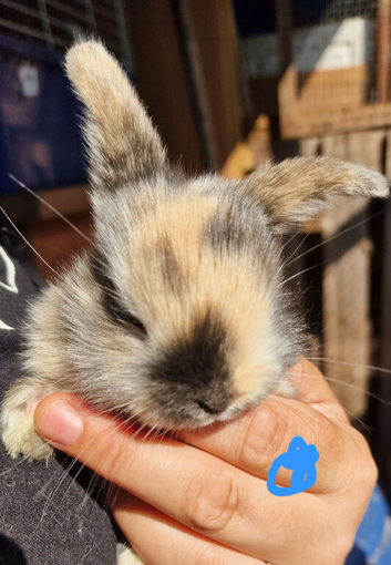 Mini lop babies