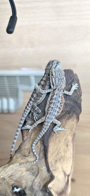 BEARDED DRAGONS LOVELY COLOUR RED