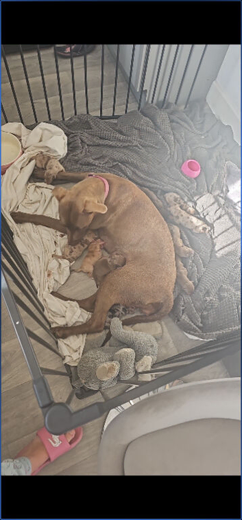 Mixed breed puppies 13 weeks old