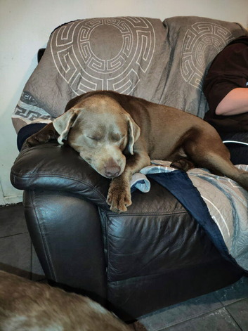 2 Stunning Boys Silver Labrador Retrievers Studs
