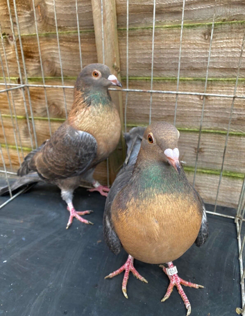 GOLD BREASTED GIMPLE RACING PIGEONS
