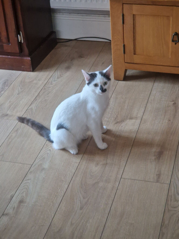 Female Cat British shorthair with Kitten